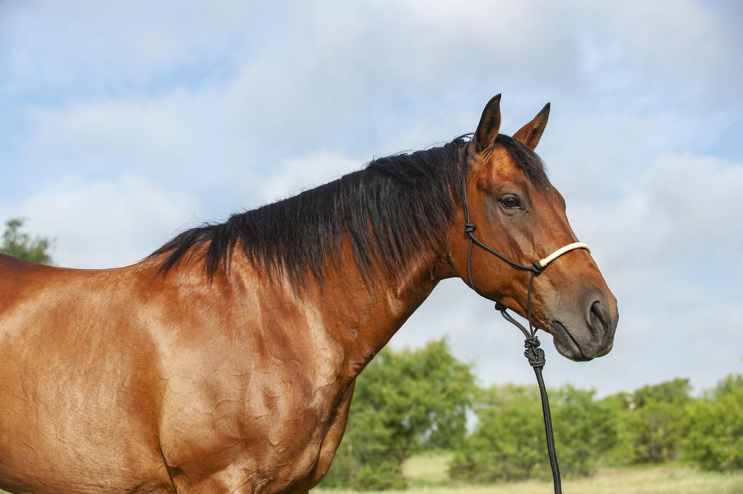 Braided Rawhide Rope Halter with Lead
