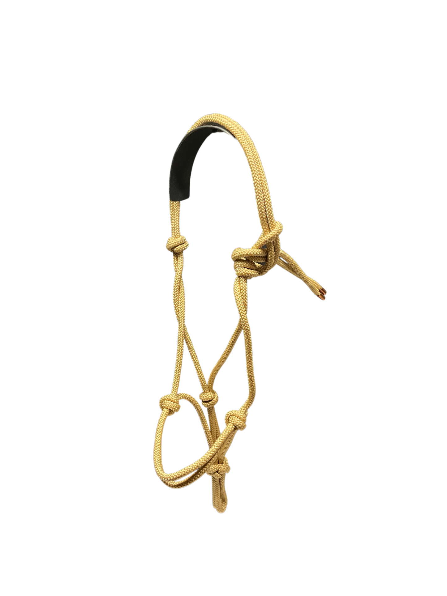 Tied Halter Yearling