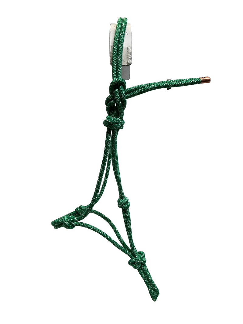 Tied Halter Yearling