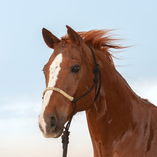 Braided Rawhide Rope Halter with Lead