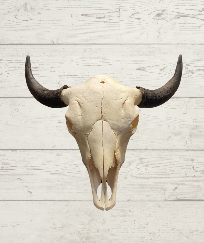 Authentic Montana Buffalo Skull