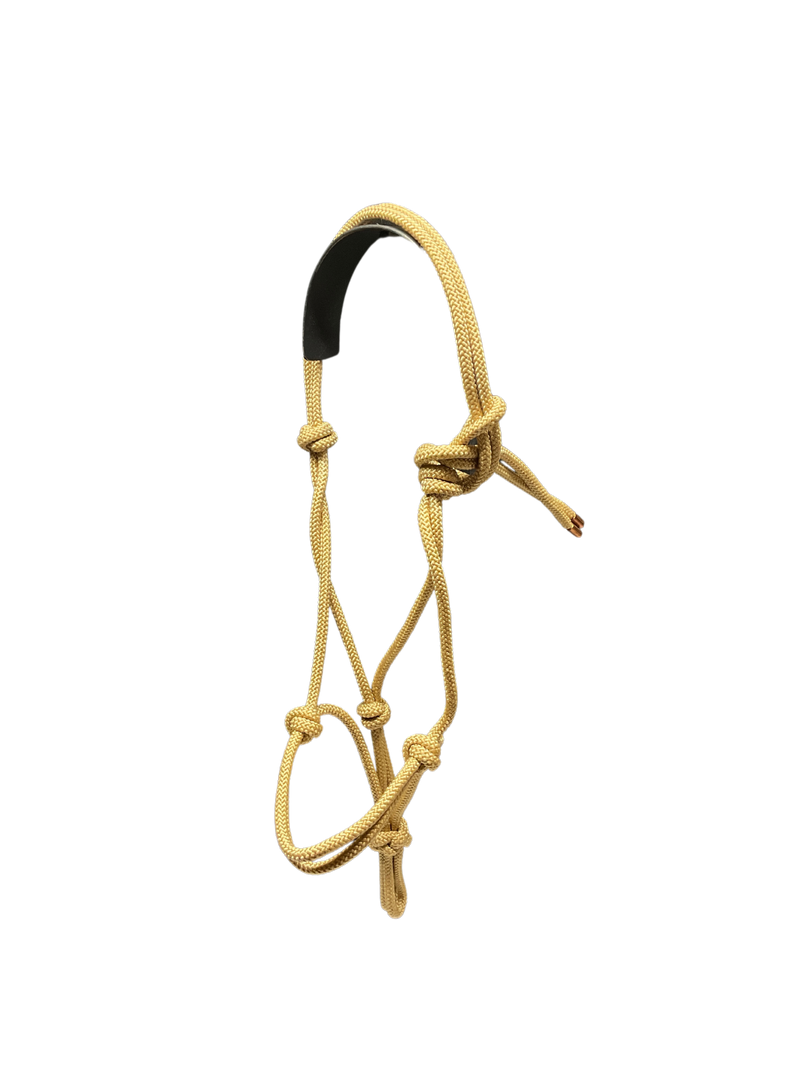 Tied Halter Yearling